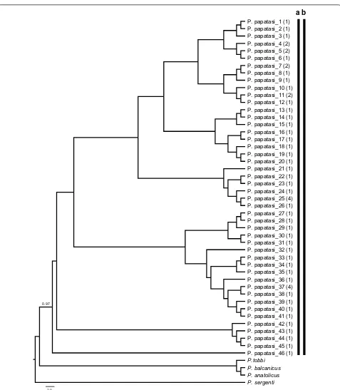 Fig. 2 Maximum Likelihood (ML) tree constructed for the 46 P. papatasi haplotypes (GenBank accession numbers: MN086366–MN086411) based on mitochondrial cox1 gene region