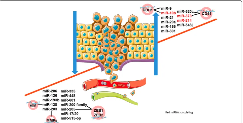 Fig. 2 miRNAs and breast cancer metastasis. miRNAs are crucial in metastatic spreading, acting either as oncogenes, typically up-regulated, or as differentiation, tumor suppressor genes, typically down-regulated