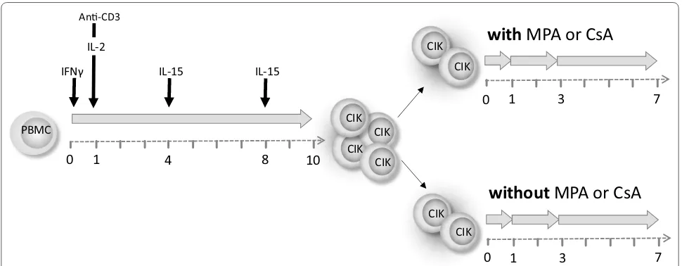 Fig. 1 Experimental schedule of short-, intermediate- and long-term MPA/CsA incubation