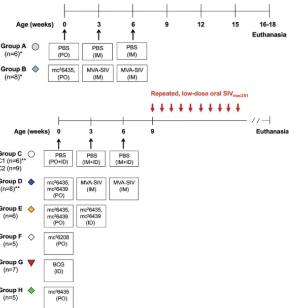 FIG 3 SIV challenge study outline. The ﬁgure shows the times of immunization (indicated by black arrows), the time of oral SIV exposures (red arrows), and lists the vaccine regimens for each of the groups