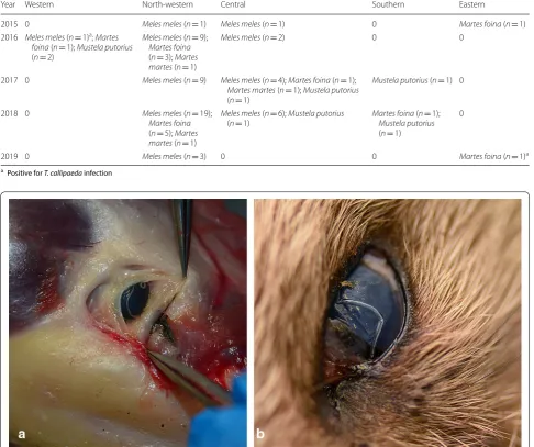 Table 1 The distribution of examined animals according to region and year