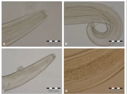 Fig. 2 Thelazia callipaeda nematodes recovered from the European badger, Meles meles. a Anterior extremity, buccal capsule and mouth opening with a hexagonal profile, transversally serrated cuticle