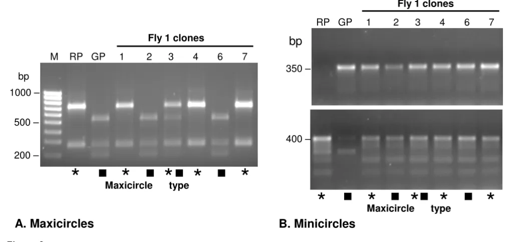 Figure 8Analysis of kinetoplast DNA inheritancegene. * J10 (RP) maxicircle type; Analysis of kinetoplast DNA inheritance