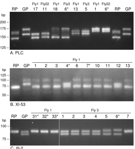 Figure 7PCR amplification of microsatellite allelesPCR amplification of microsatellite alleles