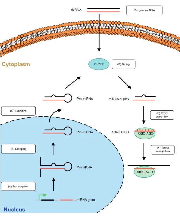 Figure 1. Endogenous RNAi pathway. (A) RNA Pol II or III transcribe the primary transcript of miRNA  (pri-miRNA)  (B)  Microprocessor  complex  (Drosha-DGCR8)  cleaves  the  single-stranded  sequences  flanking  of  pri-miRNA  to  produce  pre-miRNA  (C)  