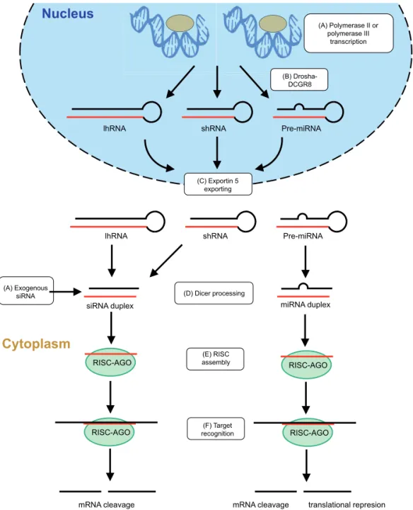 Figure  2.  Induction  of  RNAi  therapeutics  in  cells.  RNAi  induction  in  cells  include  resembles  endogenous  pathway