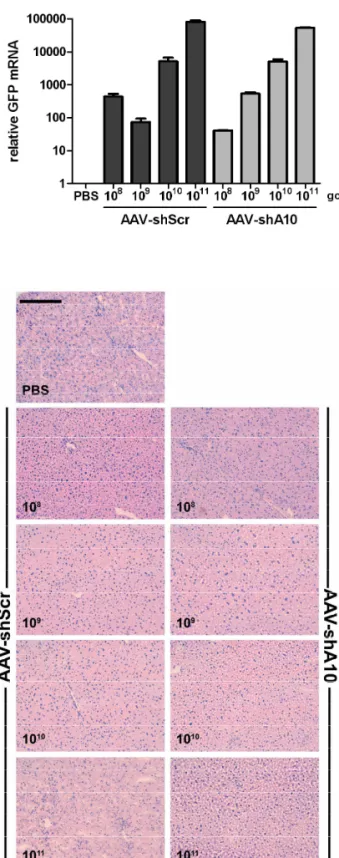 Figure S1 GFP mRNA expression in liver transduced with AAV-shA10 and AAV-shScr  