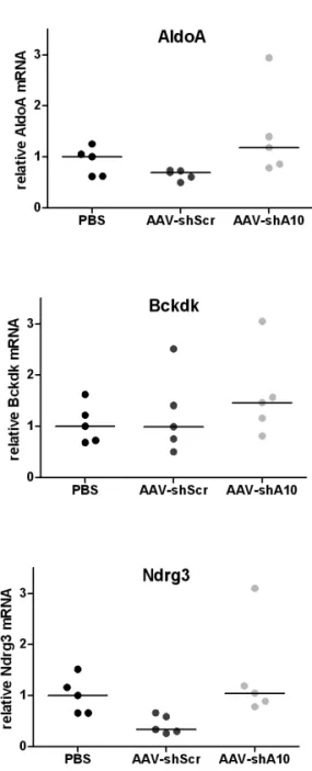 Figure S3 Expression of mir-122 target genes at two weeks post-transduction 