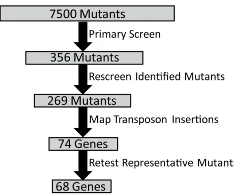 Figure 2.2:  Screening Procedure to Identify Genes Required for Intracellular  Growth