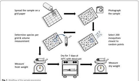Fig. 1 Workflow of the sample processing