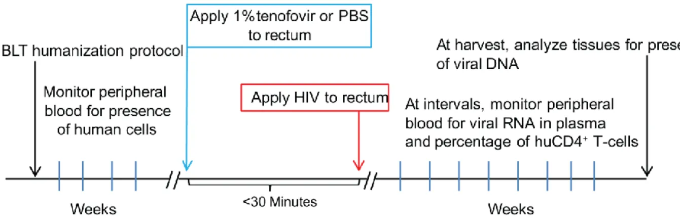 Figure 1: Experimental design and timeline 