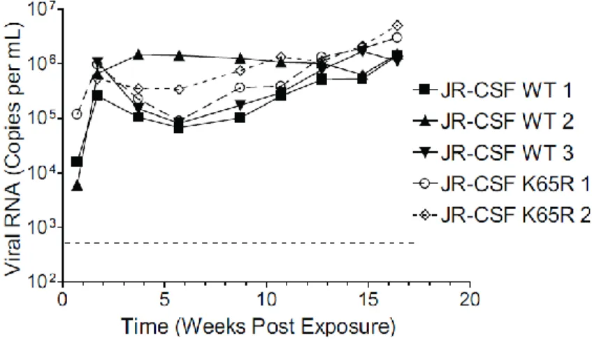 Figure 7. In vivo replication of HIV JR-CSF  and HIV JR-CSF K65R  after IP injection into  humanized mice shows no overt difference in replication capacity 