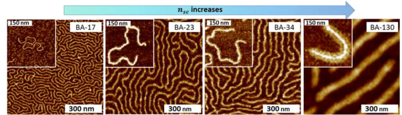 Figure  1.6: AFM of Bottlebrush  samples. AFM height  images  of  the  PnBA  bottlebrushes  with  the  same  backbone  but  different  side-chain  DPs  on  a mica  substrate:  Large  images  -  Langmuir-Blodget  monolayers