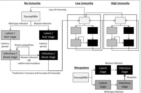 Fig. 1 Model schematic. Individuals are either susceptible; infected with disease in the latent stage (approximating liver-stage infection); or infectious to mosquitoes (approximating gametocyte/blood-stage)