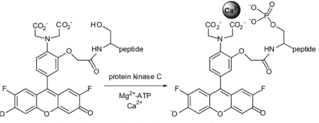 Figure 1.4: Structure of a PKC fluorescent sensor based on chelation induced fluorescence  change