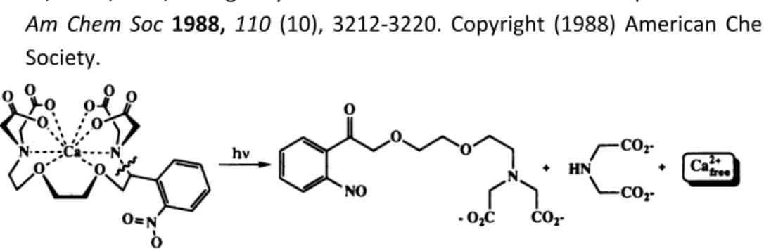 Figure 1.13: Light-mediated calcium release designed by Ellis-Davies and Kaplan. 