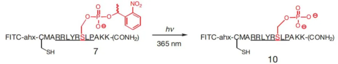 Figure 1.14: Structure of light-activatable phosphopeptide designed by Imperiali and  coworkers