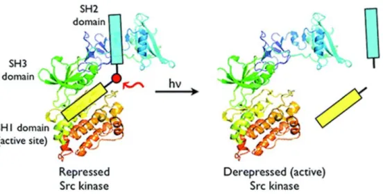 Figure 1.15: Structure of light-activatable PKC fluorescent sensor reported by Lawrence et al