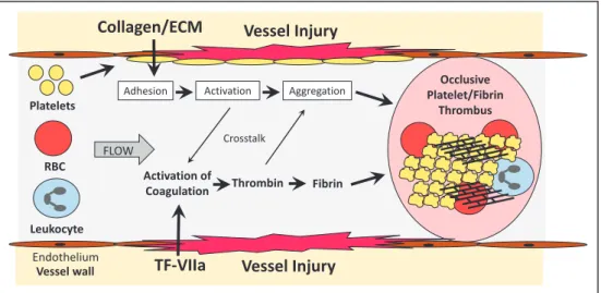 Figure 2. Animal models of thrombosis are used in the development of antithrombotic drugs