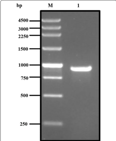 Fig. 2 Restriction enzyme digestion of pMD‑atp recombinant plasmid. Lane M: 100 bp plus DNA ladder; Lane 1: NdeI digested pMD‑atp recombinant plasmid; Lane 2: SalI digested pMD‑atp recombinant plasmid; Lane 3: NdeI and SalI simultaneously‑digested pMD‑atp recombinant plasmid