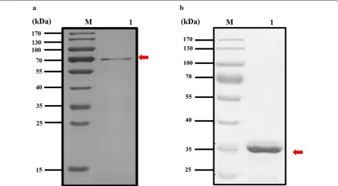 Fig. 3 SDS‑PAGE analysis purified Cry11Aa and ATP‑binding protein. a SDS‑PAGE analysis of the expressed protein (Lane M: protein molecular weight markers; Lane 1: purified Cry11Aa)