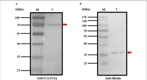Fig. 5 Bioassay of the ATP‑binding protein. Each column represents the mean ± SEM (n ≥ 3)