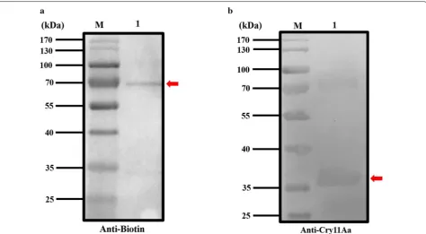 Fig. 7 ELISA analysis between Cry11Aa and ATP‑binding protein. Each bar represents the mean a Total binding of ABP to Cry11Aa and b total binding of Cry11Aa binding to ABP