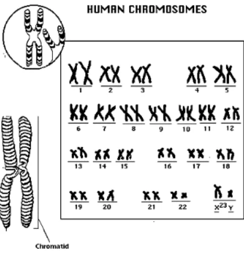 Figure 1.2: Representation of the 23 paired chromosomes of the human male; modified from (Access Excellence, 2009).