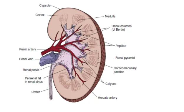 Figure 1. Diagram of the cut surface of a bisected kidney, depicting important anatomic structures 