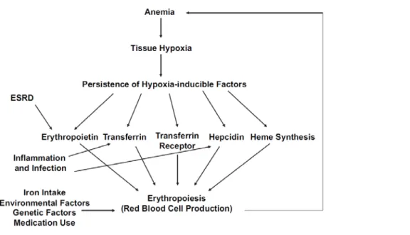 Figure 2. Physiologic model of the feedback system that regulates hemoglobin levels 