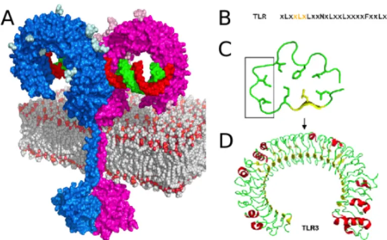 Figure	  1	  TLR	  structure	  	  