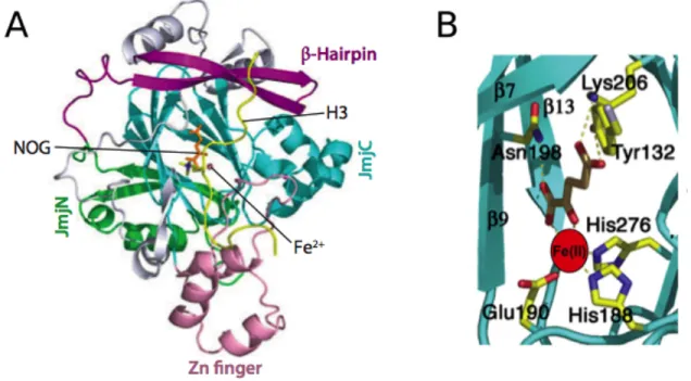 Figure	  14	  Structure	  of	  JMJD2A	  bound	  to	  substrate	  