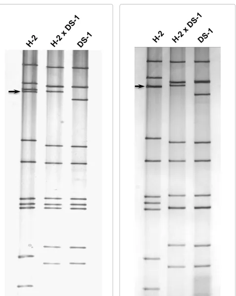 Figure 2 Electrophoretic migration patterns in a 7.5% PAGE gel of equine rotavirus H-2 strain, H-2 × DS-1 reassortant and human rotavirus DS-1 strain