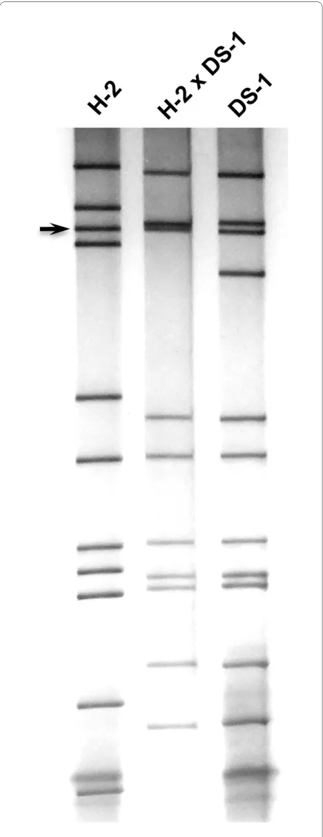 Figure 4 Electrophoretic migration patterns in a 15% PAGE gel of equine rotavirus H-2 strain, H-2 × DS-1 reassortant and human ro-tavirus DS-1 strain