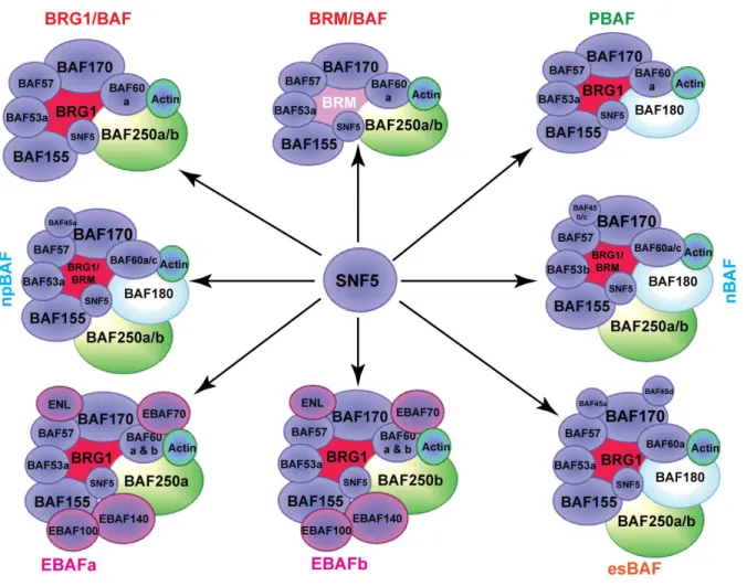 Figure 1.2 – SNF5 comprises all SWI/SNF complexes. Each SWI/SNF complex identified by previous studies varies in their subunit  composition