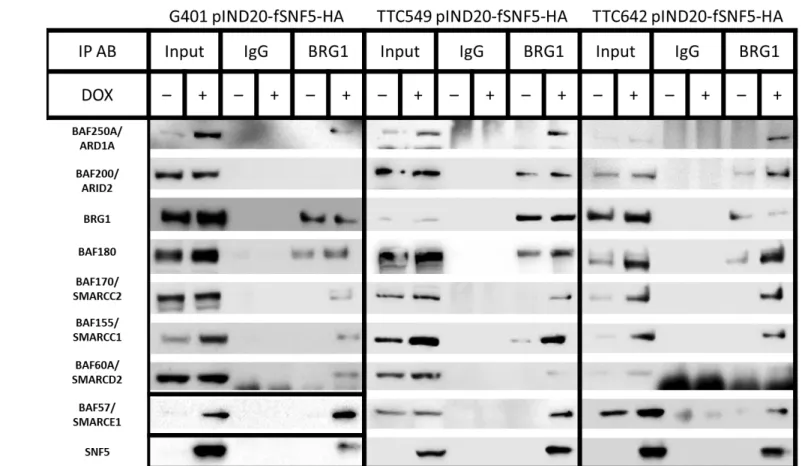 Figure 2.5 –SWI/SNF complex composition changes after SNF5 re-expression.  (A) The relative abundance of SWI/SNF complex  components in the absence (untreated) and presence (Dox) of SNF5 in the TTC642 cell line was determined by mass spectrometry