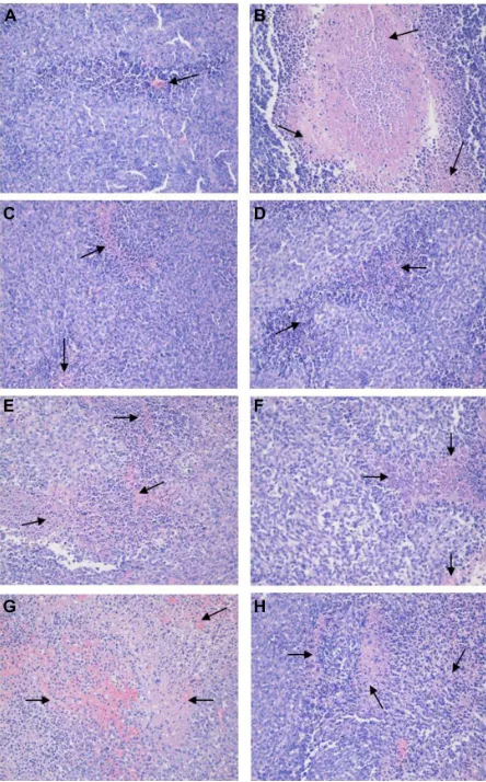 Figure 6 h&e staining of tumor sections. representative images on h&e staining for (A) saline control group, (B) cyclophosphamide group, (C) free tripterine 4 mg/kg suspension group, (D) free tripterine 2 mg/kg suspension group, (E) T-Nlc 4 mg/kg group, (F