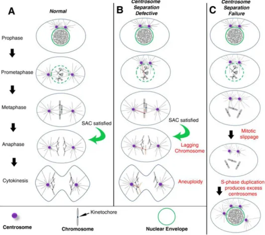 Figure 1. Centrosomes promote efficient bipolar spindle assembly