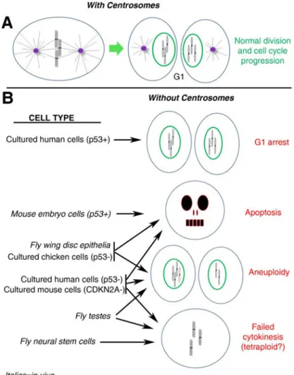 Figure 2. Differential effects of centrosome loss among model systems