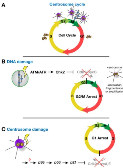 Figure 3. Centrosomes as effectors and regulators of cell cycle progression