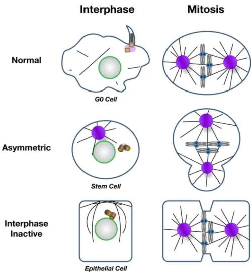 Figure 4. Strategies for regulating centrosome activity