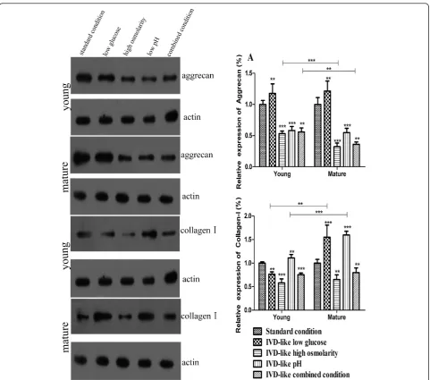 Figure 6 Protein expression of aggrecan and collagen-I in ADMSCs under the IVD-like chemical conditions