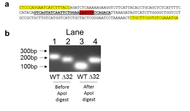 Figure 2.3. CCR5 genotyping by PCR and restriction digest. (a) Segment of  CCR5 open reading frame amplified by genotyping PCR primers