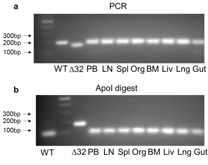 Figure 2.7. CCR5 genotyping of tissues from infected, ART-treated BLT mouse  transplanted with CCR5delta32 stem cells