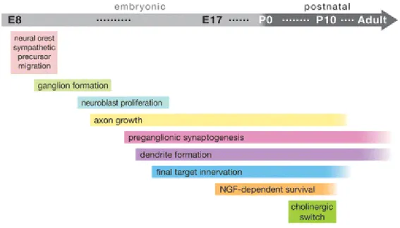Figure 1.3: Timecourse of Developmental Milestones in Sympathetic Neuron  Development 