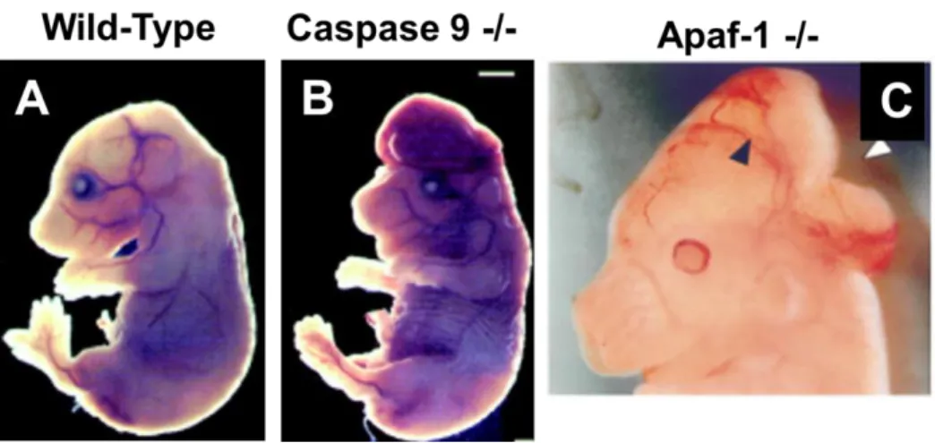 Figure 1.4: Apoptosis is Essential for Proper Brain Development 