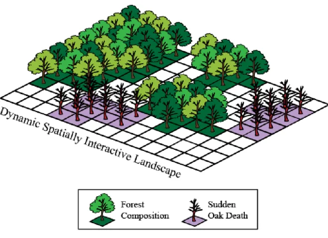 Figure 6: Spatial modeling framework showing disease and forest composition. These two  components of the interactive landscape change over time and space and interact with each  other within and across time-steps