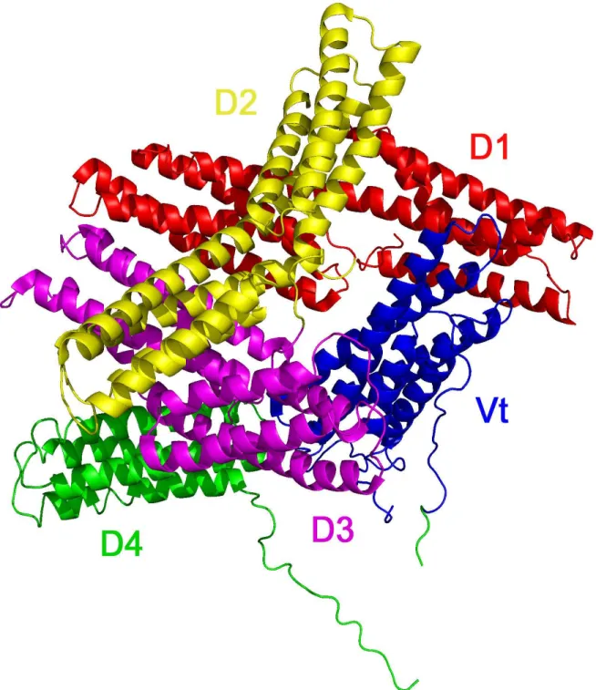Figure 1.1:  The full length crystal structure of vinculin (PDB ID 1ST6) is comprised of 8  helical bundles that are organized into tandem pairs