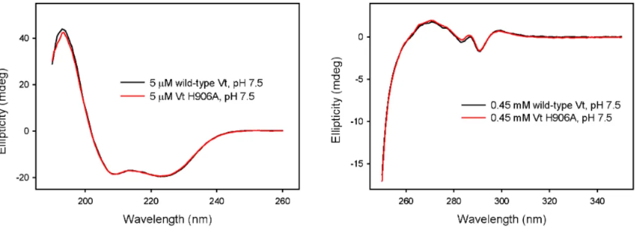 Figure 3.1:  The circular dichroism (CD) spectra of wild-type Vt and Vt H906A were  compared to assess potential changes in secondary and tertiary structure