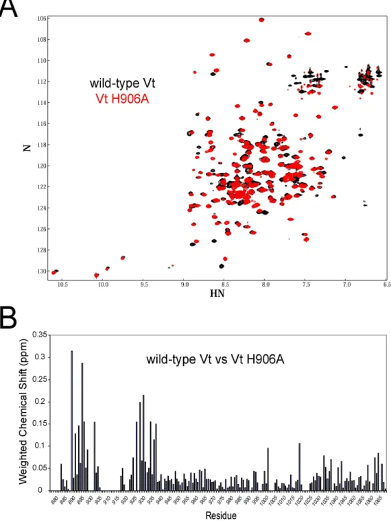 Figure 3.2:  To specifically characterize site specific spectral perturbations in Vt resulting  from mutation of H906,  1 H- 15 N Heteronuclear Single Quantum Coherence (HSQC) spectra  were collected on  15 N-enriched Vt and Vt H906A (0.15 mM protein, pH 5